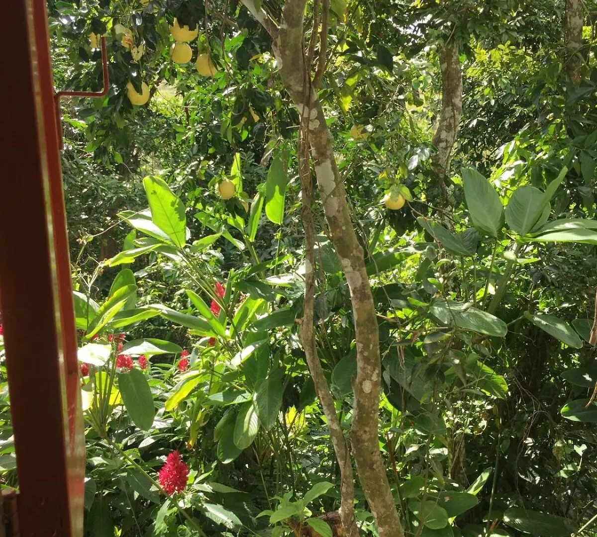 Casita Cucubano Apartment Barranquitas Puerto Rico